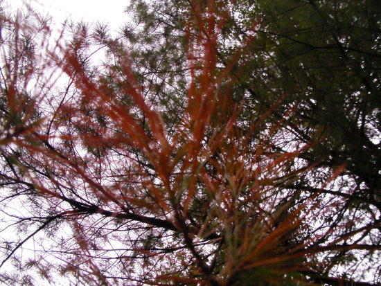 needles