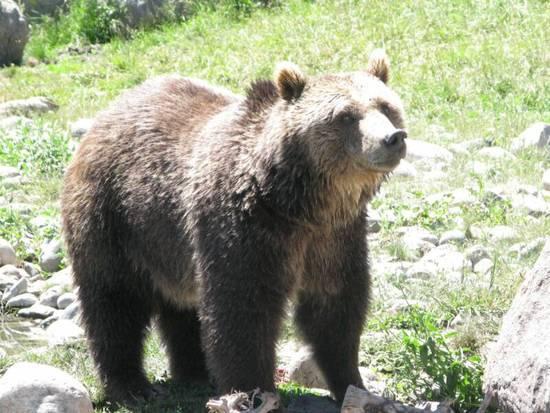 bear