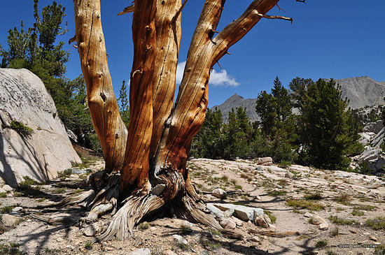 In the Sixty Lakes Basin