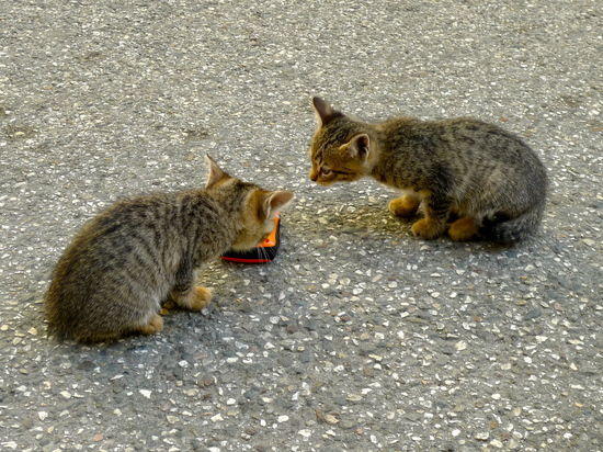 kitty and spot
