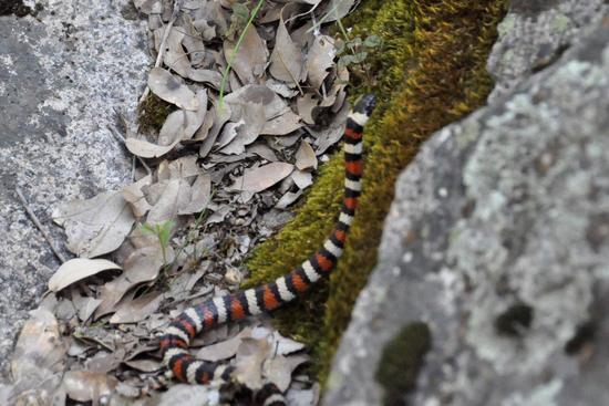 California Coral King Snake