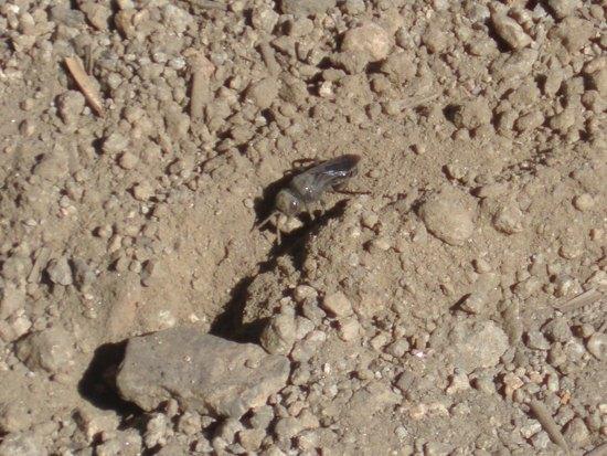 Fly digging tunnel