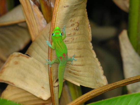 Lizard