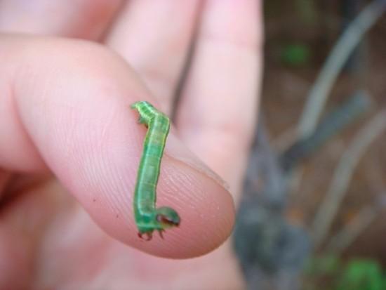 Silk Worm