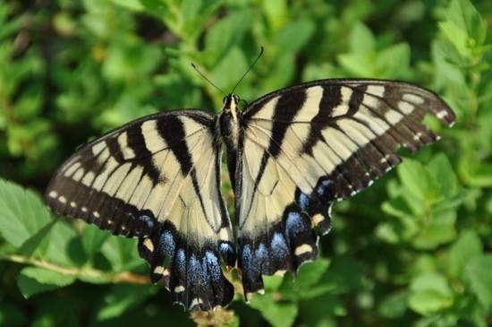 Butterfly 2
