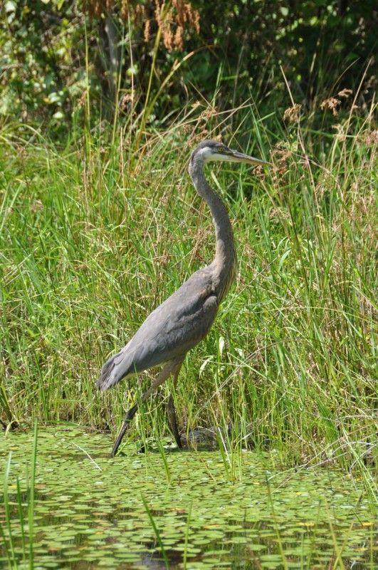 Heron
