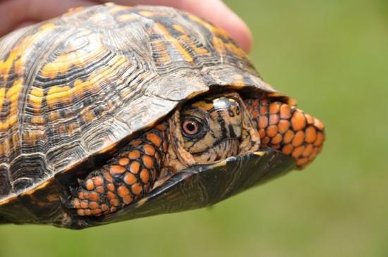 Box Turtle
