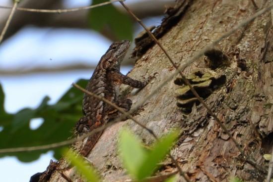 Lizard 2
