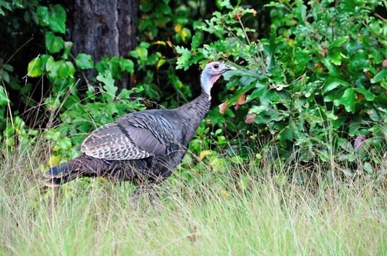 Turkey