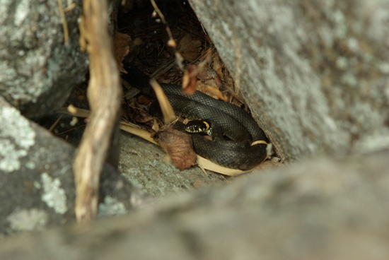 russian name of this snake is "uzh"