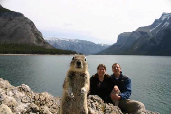 Squirrell