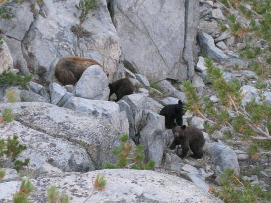 bears in camp