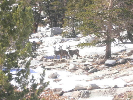 5 deer