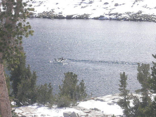 Piute lake deer bath