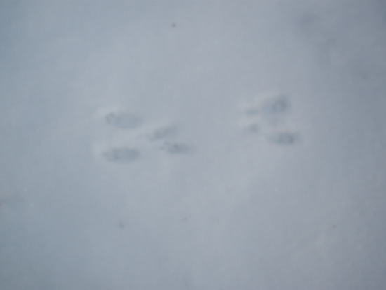 Rabbit tracks
