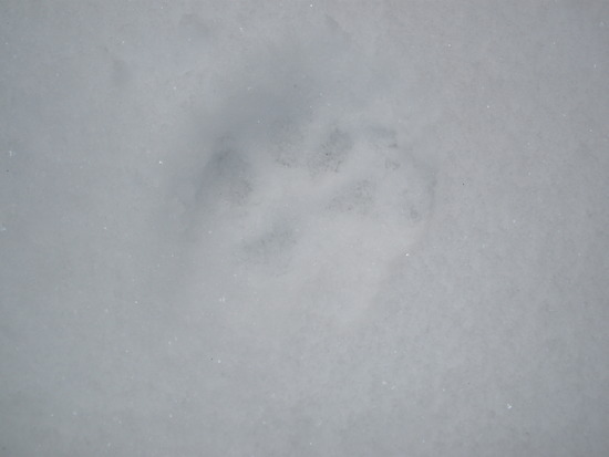 Bobcat/fox/coyote??? tracks
