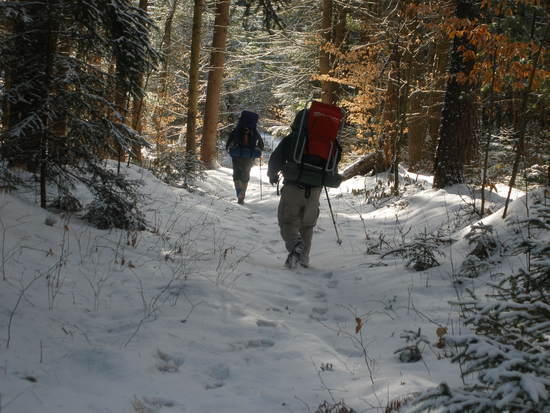 Pine & Norway Spruce plantation