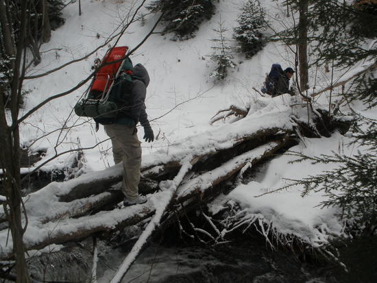 Loc crossing a fallen tree
