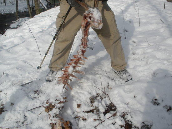 Deer carcass