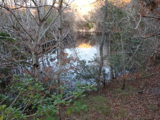 dune flowing into pond at woods edge with Beeches