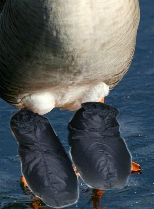 Goosefeet2