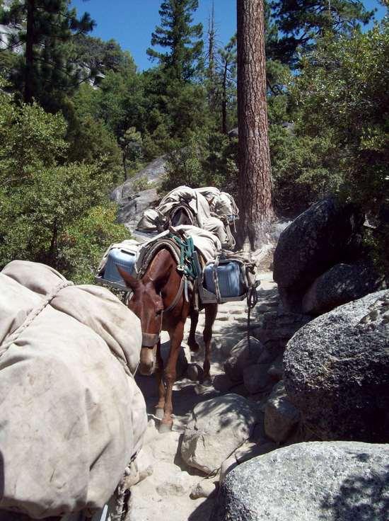Pack Animals