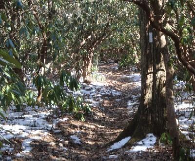 The White Blaze near Carters Gap 12-09