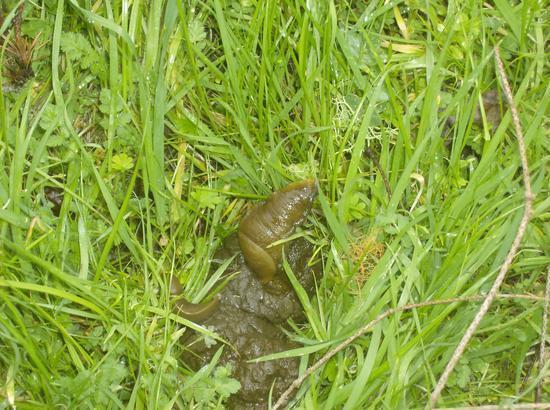 giant SLUGS