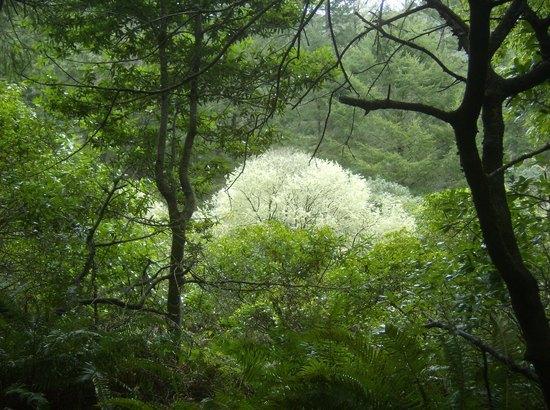 burnng bush