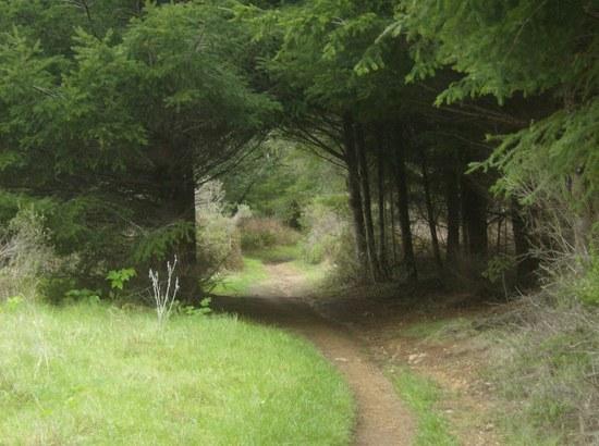 nature tunel