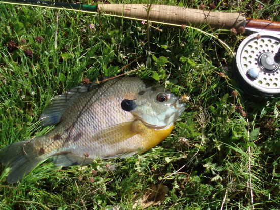 Bluegill on 3 wt