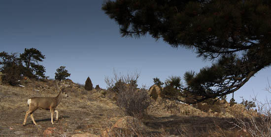 Mule Deer