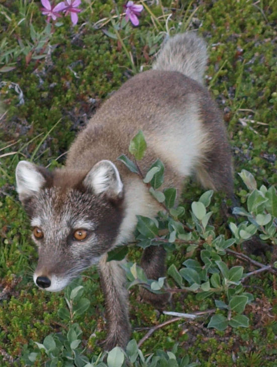 fox