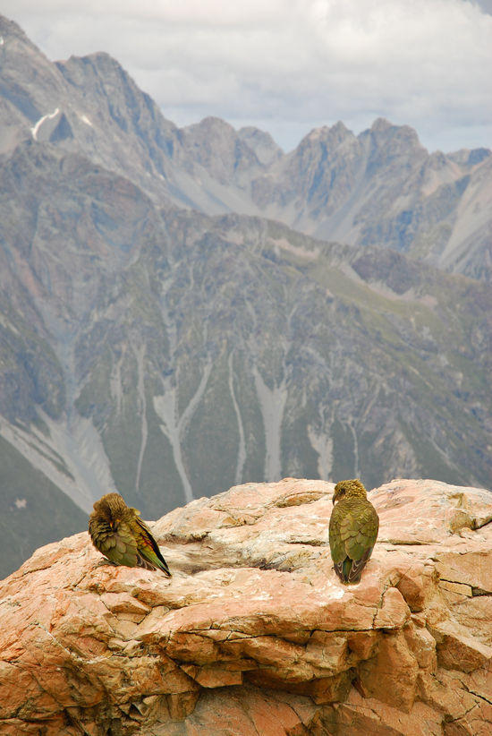 Kea