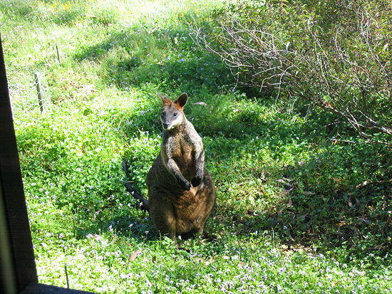 8116SwampWallaby
