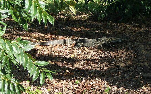 Goanna, outside our kitchen window