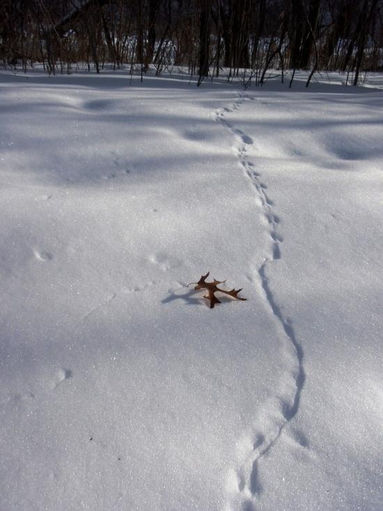 small tracks