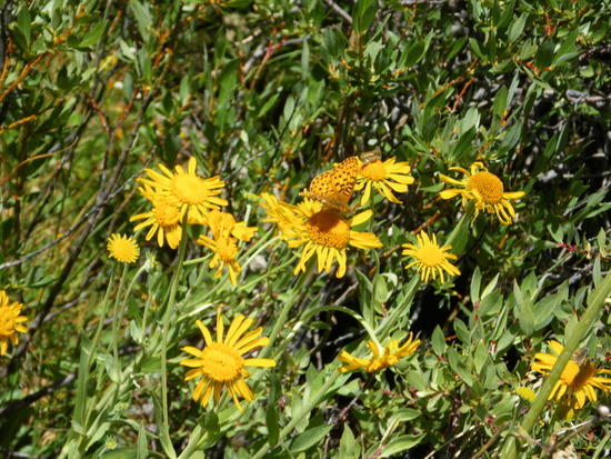 Butterfly in Thunder Basin