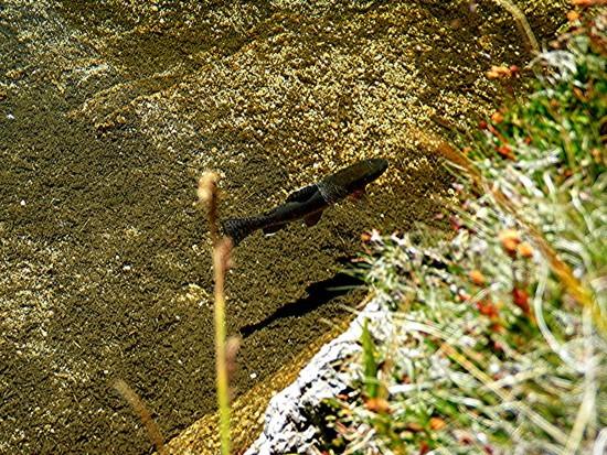 trout in Milestone Creek