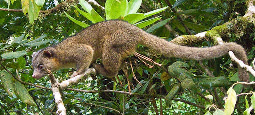 tayra