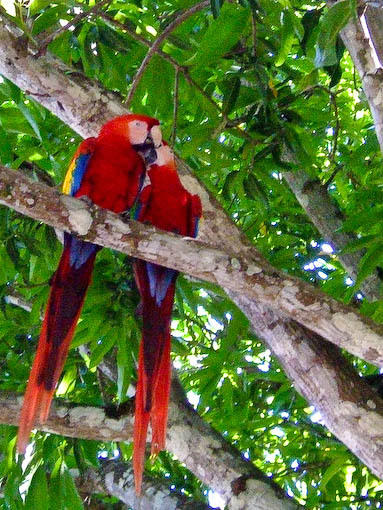 macaws