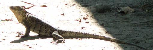 Iguana
