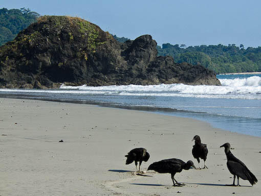 vultures
