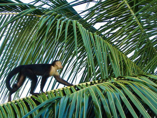 monkey