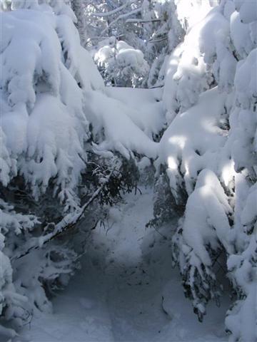 AT - Roan Mtn - low bridge! Feb 14