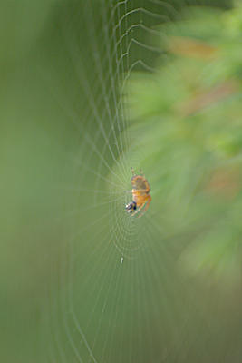 spider