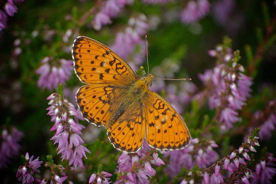 butterfly