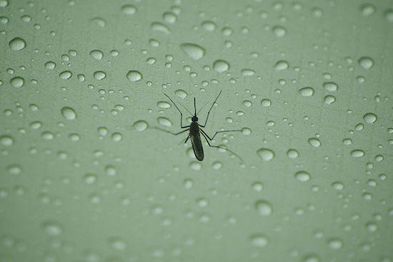 mosquito