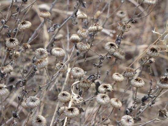 Tallgrass Prairie, Kansas
