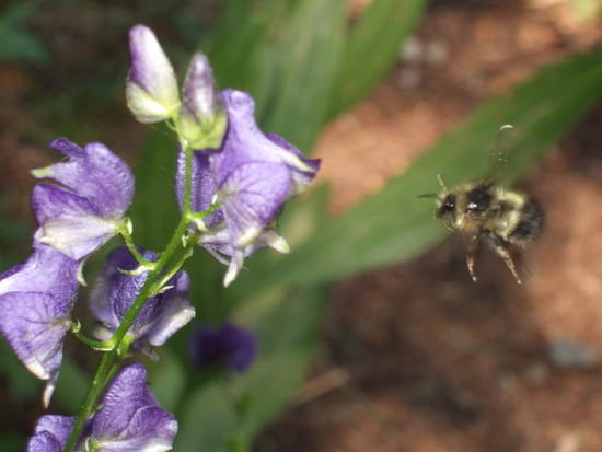 Bumble